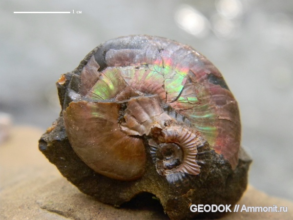 мел, апт, Ammonoidea, аммоноидеи, Melchiorites, Aptian, Cretaceous