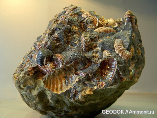 аммониты, мел, апт, Ammonites, Aptian, Cretaceous