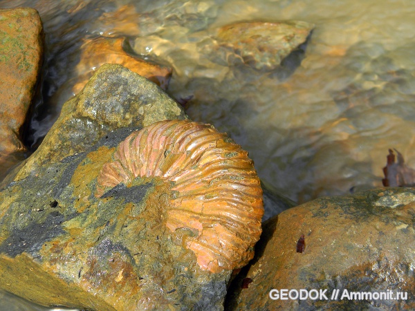 мел, апт, Acanthohoplites, Parahoplitidae, Aptian, Cretaceous