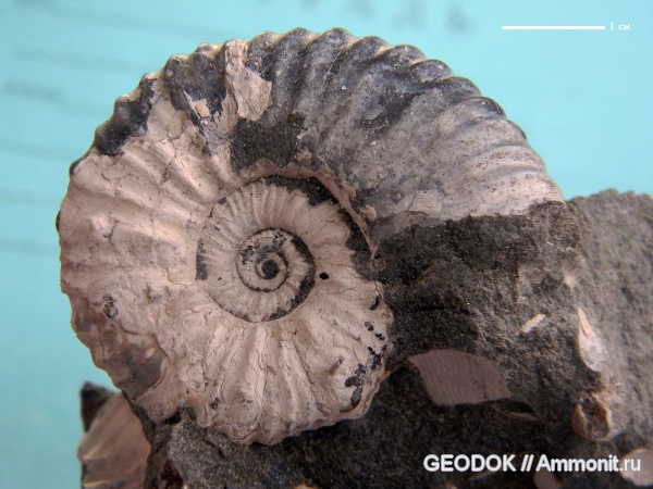 мел, апт, Acanthohoplites, Parahoplitidae, Aptian, Cretaceous