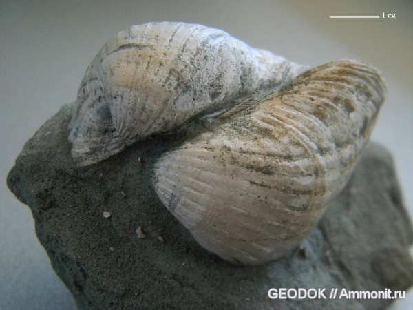 неоген, миоцен, двустворчатые моллюски, Cardiidae, понт, Prosodacna