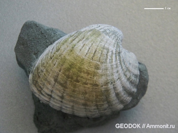 неоген, миоцен, двустворчатые моллюски, Cardiidae, понт, Prosodacna