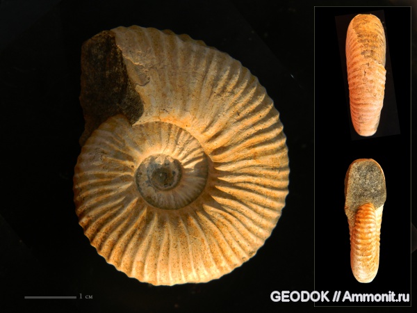 мел, апт, Acanthohoplites, Parahoplitidae, Aptian, Cretaceous