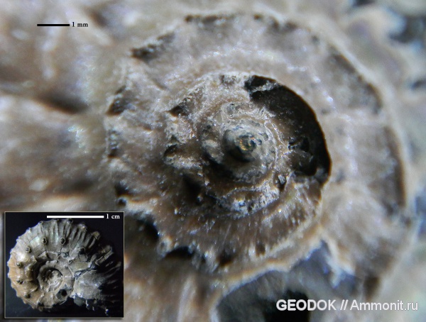 аммониты, юра, Михайлов, Kosmoceras, келловей, Kosmoceras gemmatum, Ammonites, протоконх, Callovian, Jurassic, Middle Jurassic