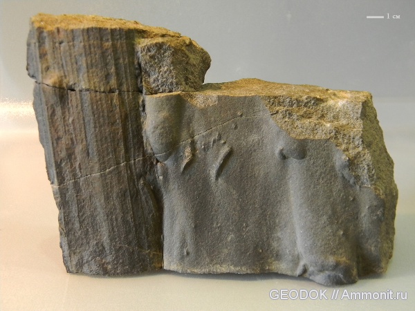 юра, байос, Calamites, Bajocian, Jurassic