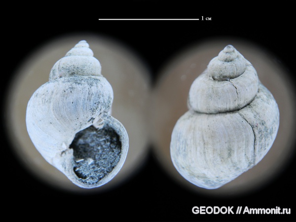 гастроподы, неоген, миоцен, Viviparus, понт, Gastropoda, Viviparidae