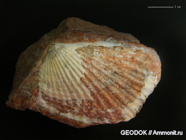 триас, Monotis, норий, Triassic