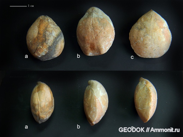 брахиоподы, триас, Terebratulida, норий, Lobothyris, Lobothyris monstrifer, Triassic