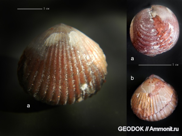 брахиоподы, триас, норий, Oxycolpella, Diplospirellidae, Oxycolpella oxycolpos, Triassic