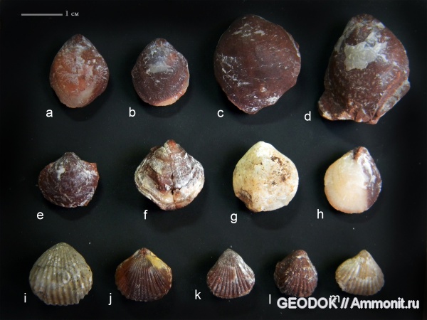 брахиоподы, триас, норий, Rhaetina, Euxinella, Oxycolpella, Triassic