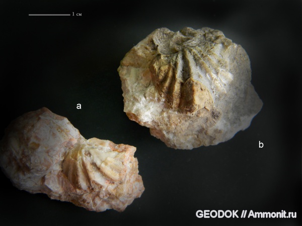 триас, норий, Lepismatinidae, Lepismatina, Lepismatina austriaca, Triassic
