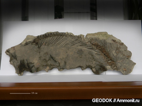 палеоген, рыбы, олигоцен, Lyrolepis caucasica, Elopidae, fish