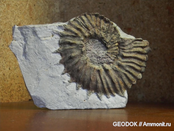 аммониты, мел, берриас, Ammonites, Neocosmoceras, Berriasian, Cretaceous