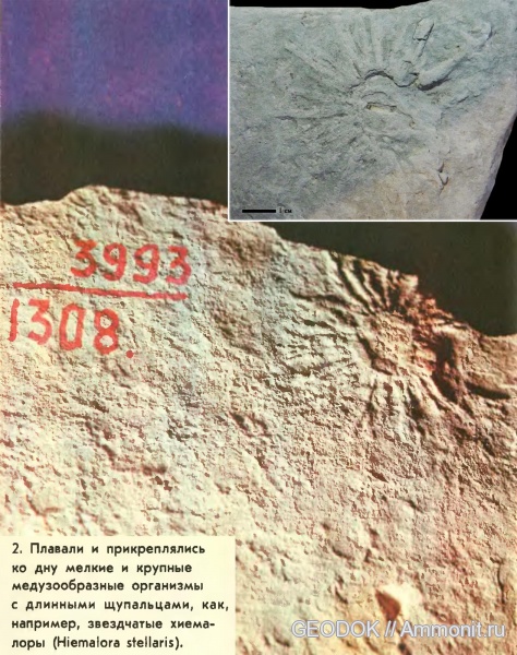 берриас, медузоиды, Безепс, Berriasian