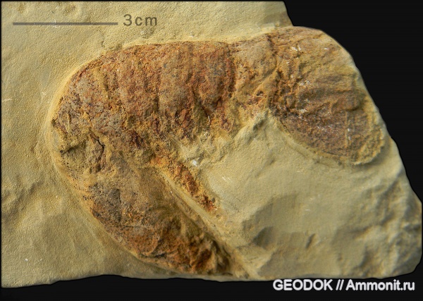 миоцен, креветки, понт, Caridea