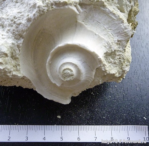 гастроподы, Домодедово, Euomphalus