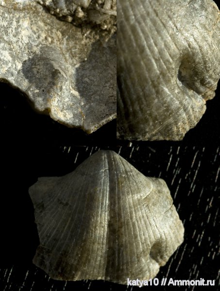 брахиоподы, Choristites, прижизненные повреждения, Choristites mosquensis, Spiriferida, Прижизненные повреждения брахиопод