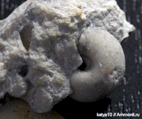 Домодедово, беллерофоны, Bellerophon, Домодедовский карьер