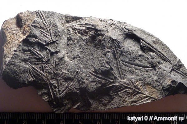 Alethopteris, окаменевшие растения, листья