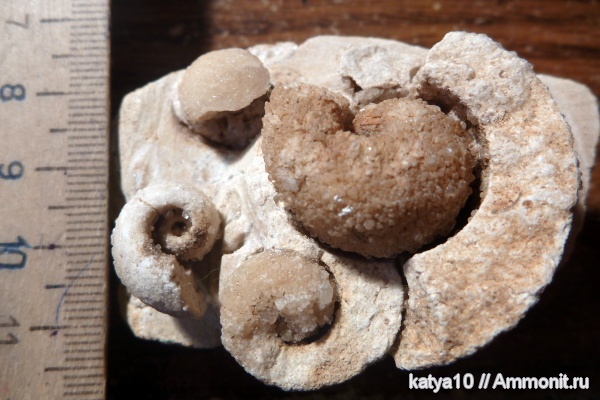 беллерофоны, Bellerophon, Bellerophontidae