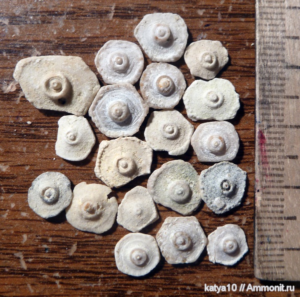 морские ежи, иглокожие, карбон, Archaeocidaris