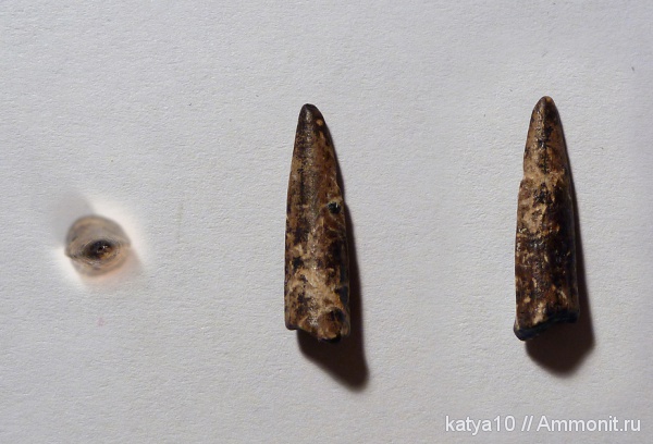 зубы, костные рыбы, Protosphyraena, Ichthyodectiformes, teeth