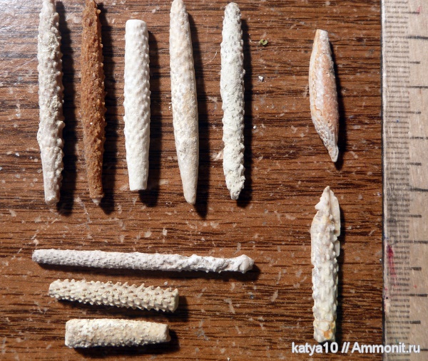 морские ежи, карбон, Archaeocidaris, Archaeocidaris rossica, Archaeocidaris clavata, Archaeocidaris subwortheni