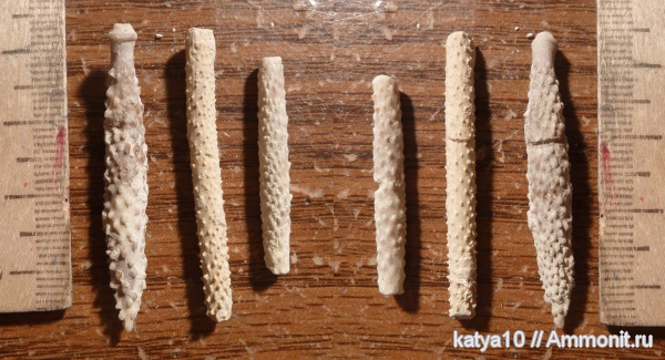 морские ежи, карбон, Archaeocidaris, Archaeocidaris rossica