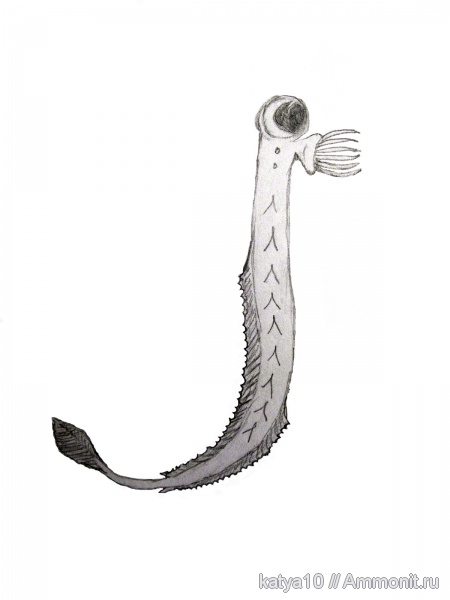 позвоночные, яд, конодонты, Conodonta