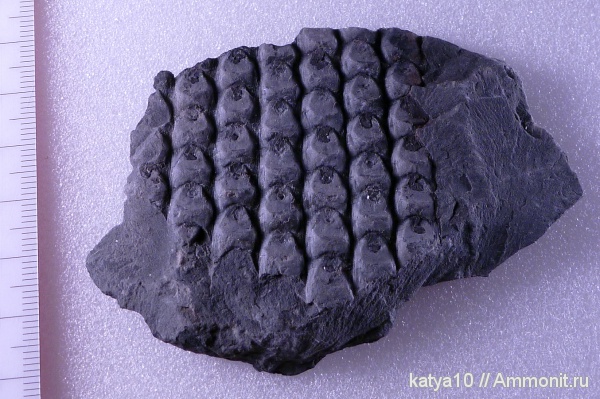 растения, сигиллярия, Sigillaria