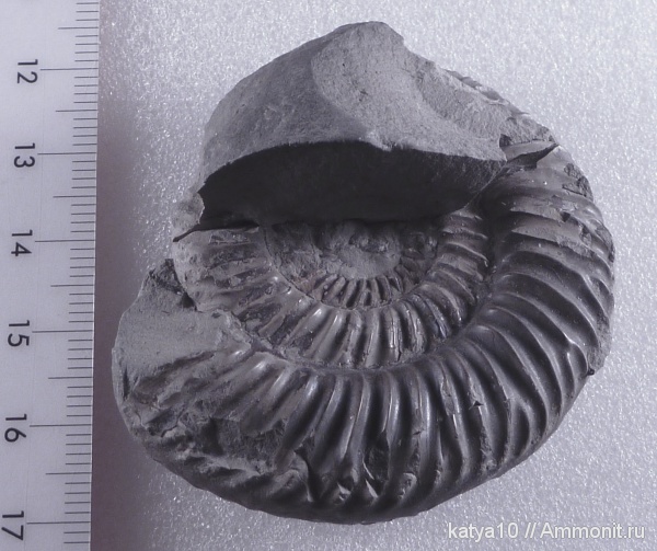 аммониты, Parkinsonia, Ammonites