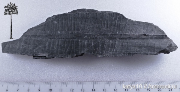 растения, кордаиты, Cordaites, ископаемые растения, голосеменные растения