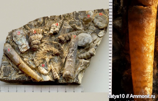 гастроподы, гетероморфные аммониты, морское дно, heteromorph ammonites