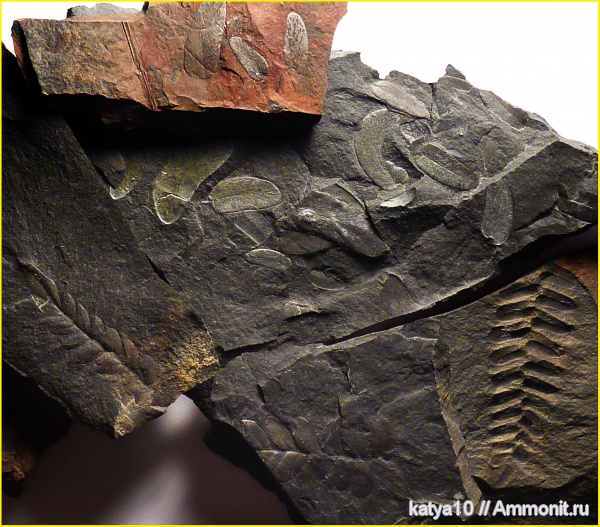 карбон, растения, птеридоспермы, Neuropteris