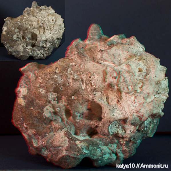 губки, Саратов, Саратовская область, 3D-изображения, Porifera, Plocoscyphia