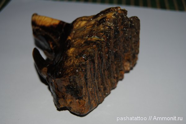 Зуб мамонтёнка