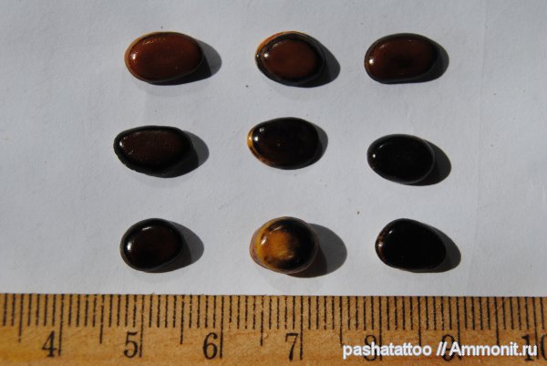 Pycnodus, Pycnodontiformes