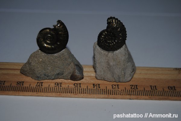 Михайлов, Kosmoceras, Brightia