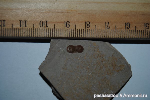 трилобиты, Agnostida, Peronopsis interstrictus, Peronopsis, Agnostoidea, Agnostina