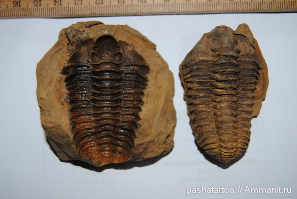 calymene tristani, Calymene