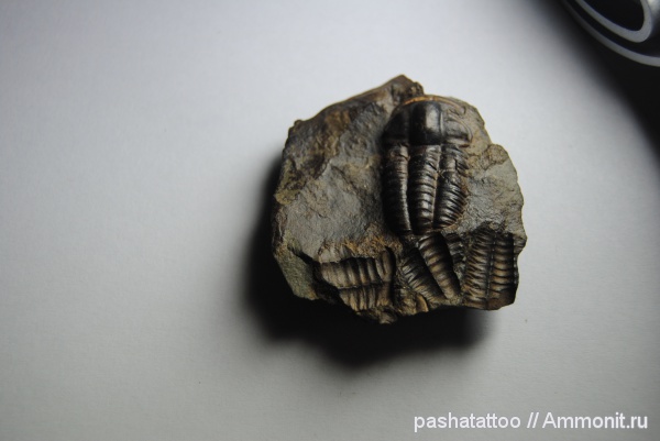 Ellipsocephalus, Ellipsocephalus hoffi