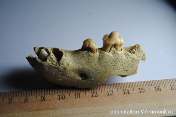 Crocuta crocuta spelaea