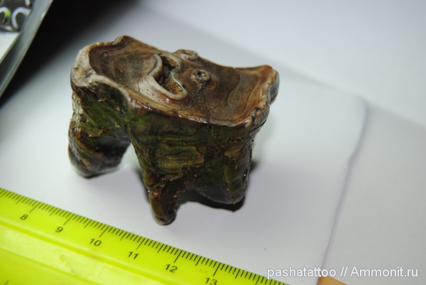 Coelodonta antiquitatis