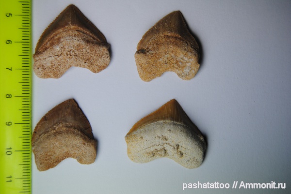 Squalicorax, Squalicorax pristodontus