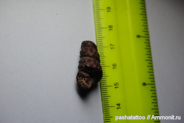 Turrilites, Turrilitidae