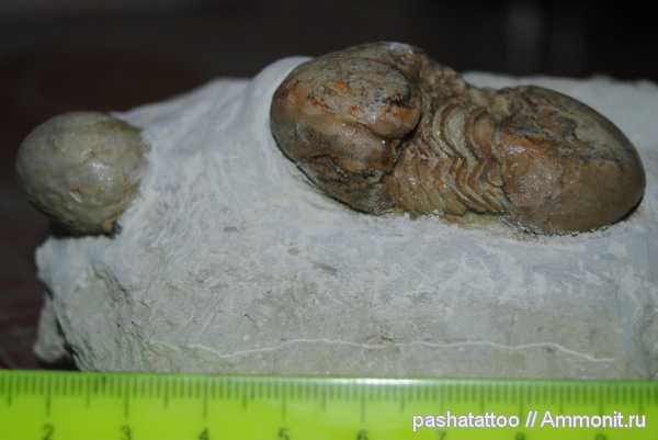 трилобиты, ордовик, Illaenus, членистоногие, Ordovician