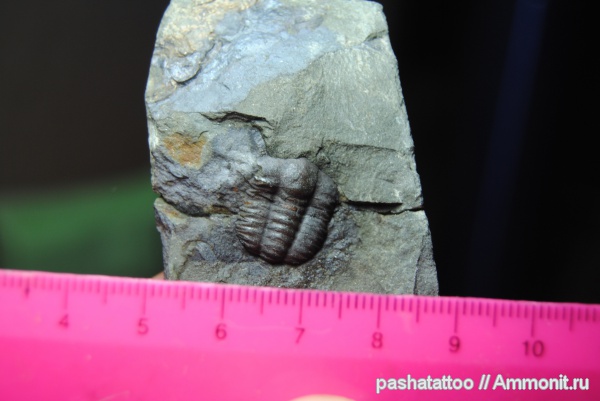 Ellipsocephalus, Ellipsocephalus hoffi