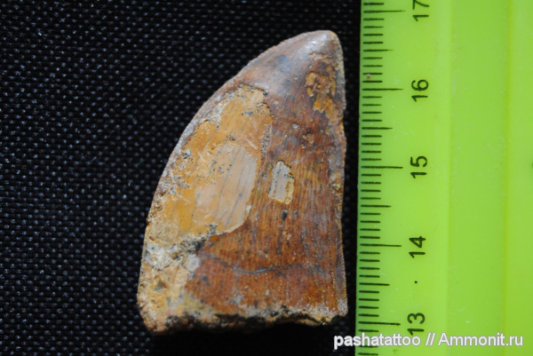 динозавры, мел, Carcharodontosaurus, Cretaceous