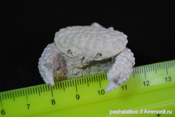 неоген, членистоногие, раки, крабы, Daira, Daira speciosa