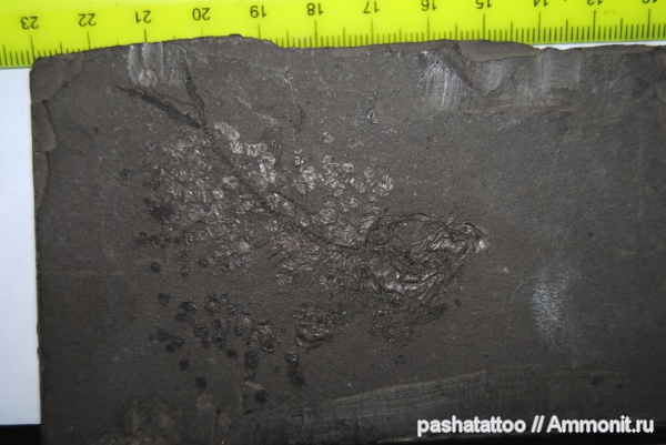 рыбы, Leptolepis engranliformis, Leptolepis, fish